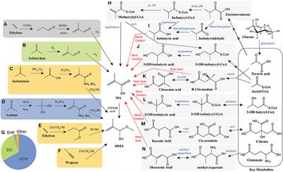 A Review of the Biotechnological Production of Methacrylic Acid